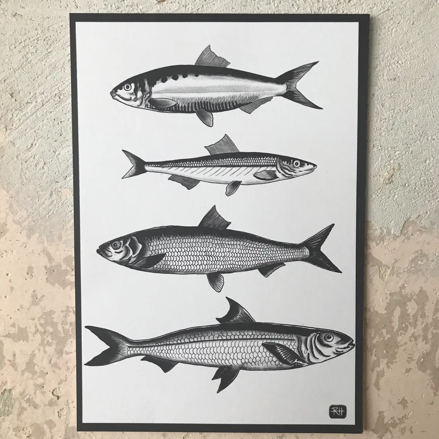 fish illustration designed by Ronja Hollkott